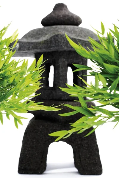 Glückliche Bambusblätter Dracaena Sanderiana — Stockfoto