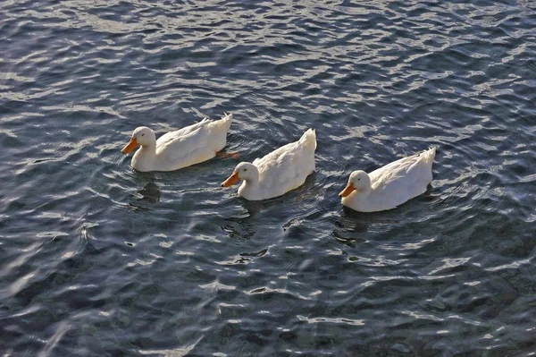 Canards colverts dans l'eau de l'étang — Photo