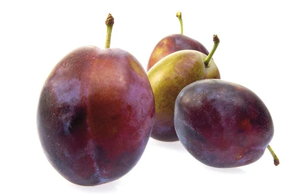 Śliwki Prunus Domestica Strzał Studio — Zdjęcie stockowe