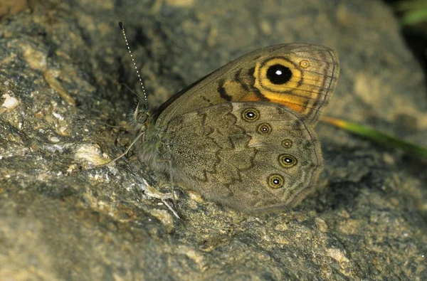Große Wand Braun Lasiommata Maera Männchen Flügelunterseite — Stockfoto