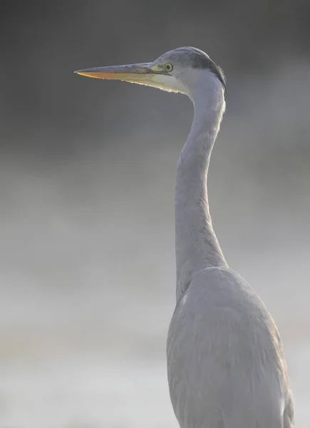 Heron v ranní mlze — Stock fotografie