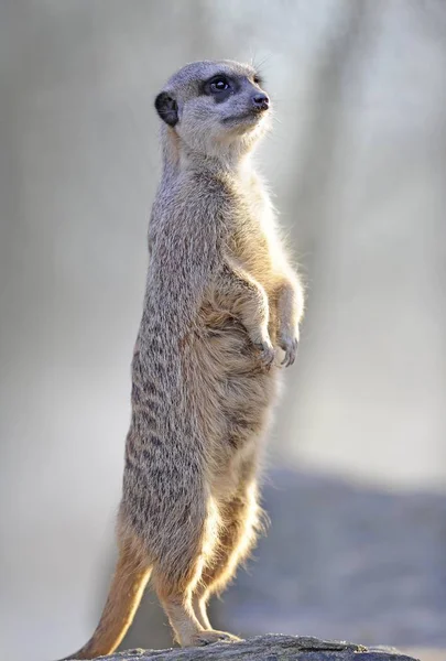 Meerkat Suricata Zwierząt Stojący Zewnątrz — Zdjęcie stockowe