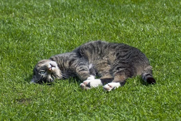 男性の国内猫 Felis Silvestris Catus 緑の芝生でリラックス — ストック写真