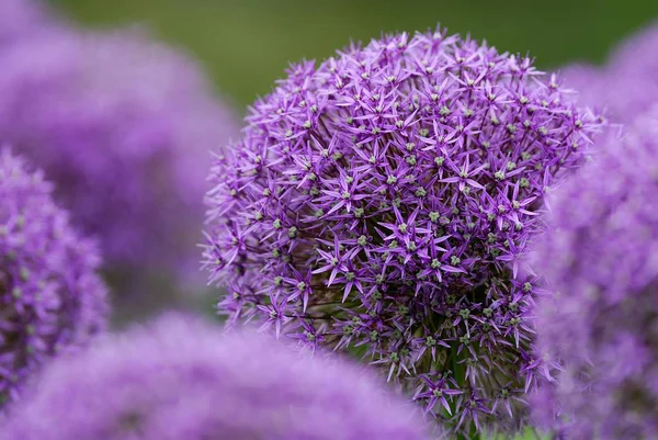 Цибуля Allium Регіональний Сад Показати Ульма Баден Вюртемберг Німеччина Європа — стокове фото