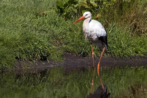 Cigogne Blanche Ciconia Oiseau Dans Étang — Photo