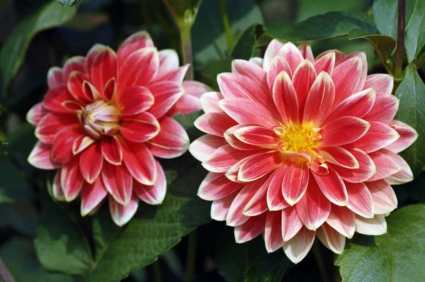 Red White Dahlia Blossoms Flowers — Stock Photo, Image