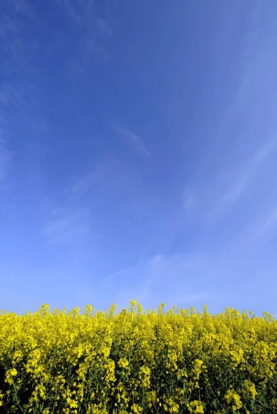 Rapsfeld Und Klarer Himmel — Stockfoto