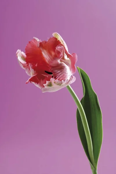 Unico Fiore Tulipano Aromatico Bellissimo Rosso Tulipa — Foto Stock