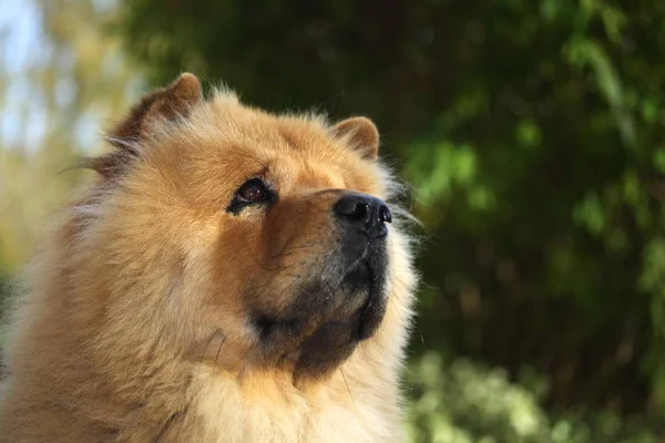 Brun Chow Chow Hund Trädgården Royaltyfria Stockbilder