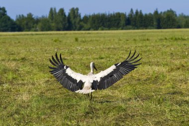 White Stork Ciconia bird in green field clipart