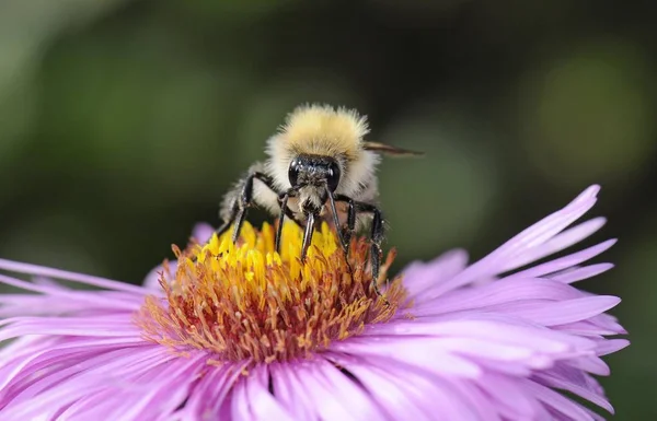 European Honey Bee or Western Honey Bee (Apis mellifera) sitting on an Aster flower (Aster) drinking nectar