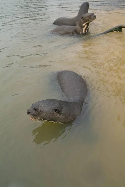 Reuze Rivierotters Pteronura Brasiliensis Bedreigde Pixaim Rivier Pantanal Brazil Zuidamerika — Stockfoto