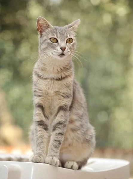 テーブルの上に座って若い灰色の猫 — ストック写真