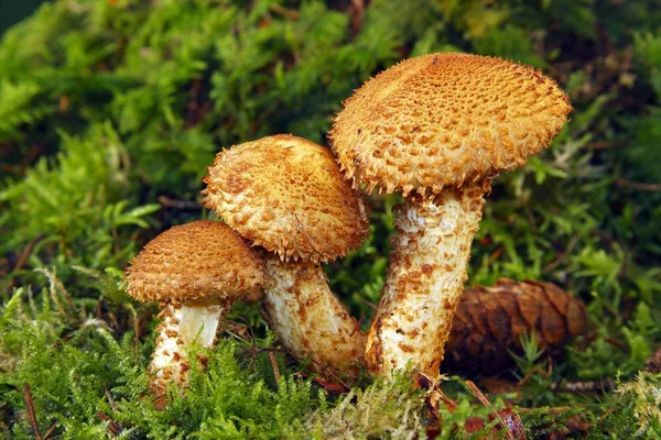 Flammender Kelch Pholiota Flammans — Stockfoto