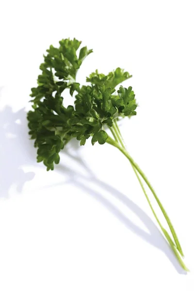 Parsley Petroselinum Crispum Terisolasi Atas Putih — Stok Foto