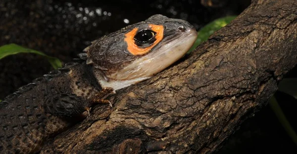 Crocodile Skink Tribolonotus Gracilis New Guinea — Stock Photo, Image