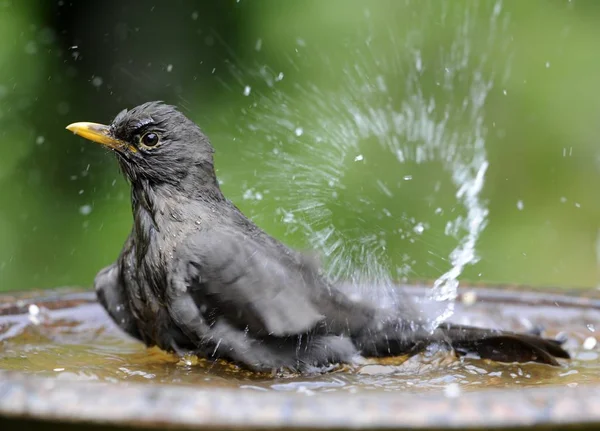 Blackbird turdus merula fürdés — Stock Fotó