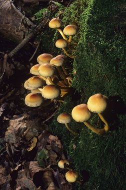 Close up of Hypholoma fasciculare  clipart