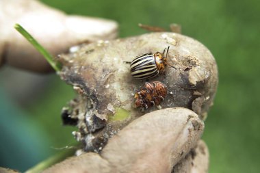 Colorado Potato Beetles or Ten-striped Spearman (Leptinotarsa decemlineata) clipart