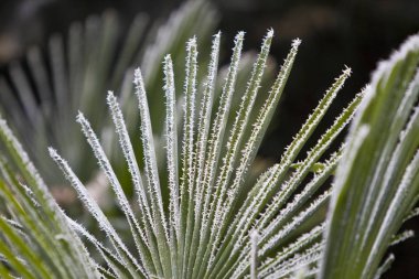 Palm leaf of a Chinese hemp plant (Trachycarpus fortunei) with ice crystals clipart