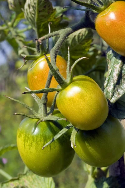 Unripe tomatoes on branch — Stock Photo, Image