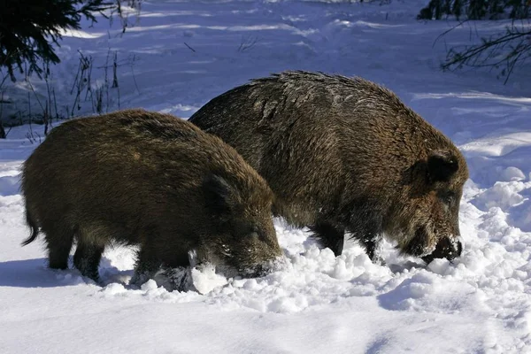 Vildsvin som svin i snö — Stockfoto