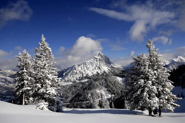 Schneebedeckte Zweige im Winterwald — Stockfoto