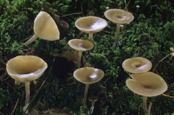 Weiße Klitocybe Metachroa Pilze — Stockfoto
