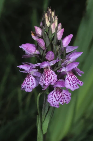 Moorland Dactylorhiza Maculata — 스톡 사진