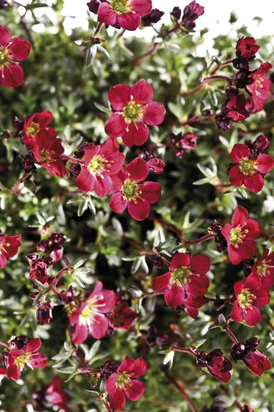 Saxifraga Bloesems Bloemen Saxifraga — Stockfoto