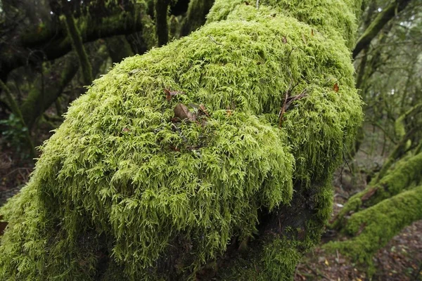Moss Árvore Parque Nacional Garajonay Floresta Louros Gomera Ilhas Canárias — Fotografia de Stock