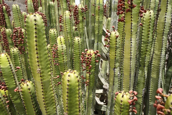 Canary Island Pryšec Euphorbia Canariensis Gran Canaria Španělsko Evropa — Stock fotografie