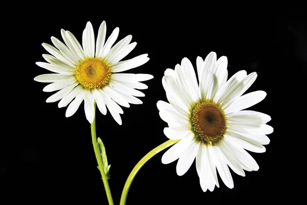 Eye Daisies Flowers Leucanthemum Vulgare — Stock Photo, Image