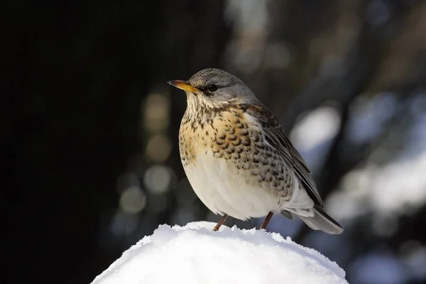 Little Cute Songbird Sitting Snow — Stock Photo, Image