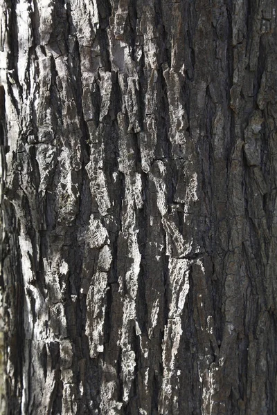 Bark White Willow Salix Alba — Stock Photo, Image