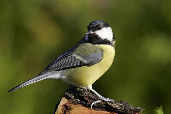 Great Tit Parus Major Bird — Stock Photo, Image