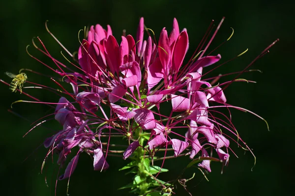 Kvetoucí Květina Spider Cleome Spinosa — Stock fotografie