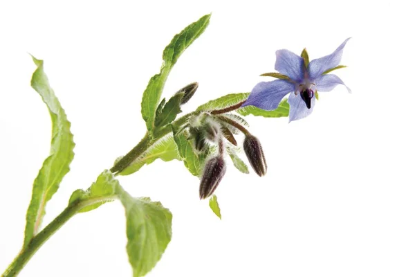 Borage Blossoming Atau Starflower Borago Officinalis — Stok Foto