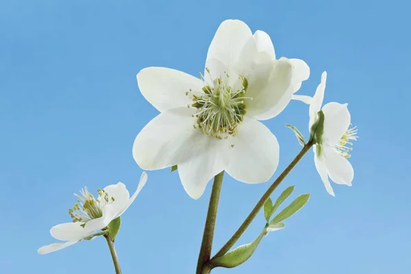 Christmas Rose Kwiaty Ciemiernik Biały — Zdjęcie stockowe