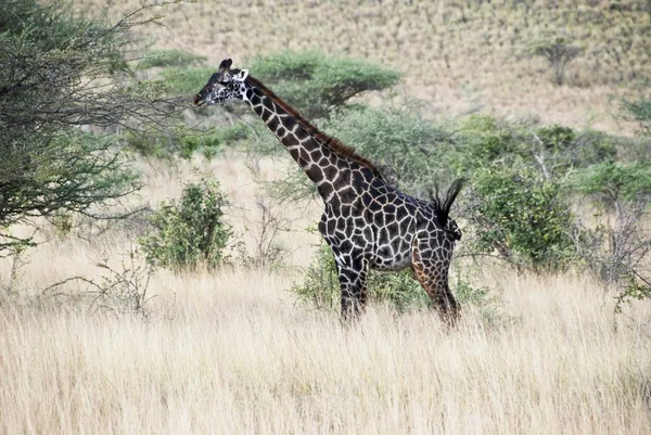 Rothschild Zsiráf Giraffa Rothschildi Samburu Nemzeti Park Kenya Afrika — Stock Fotó