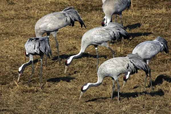 Отдыхающие Краны Grus Grus Birds Lake — стоковое фото