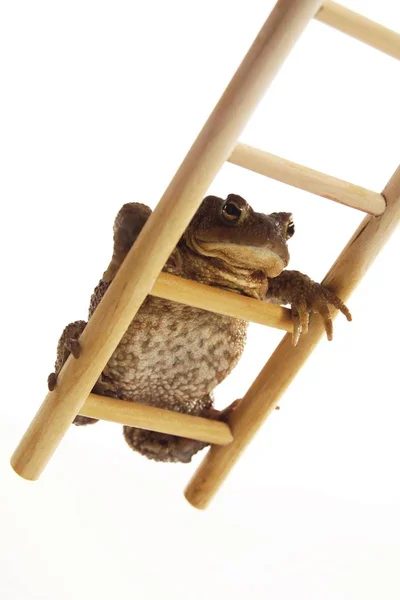 Φρύνος Βάτραχος Bufo Αναρρίχηση Μια Ξύλινη Σκάλα — Φωτογραφία Αρχείου