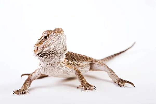 Dragón barbudo sobre fondo blanco —  Fotos de Stock