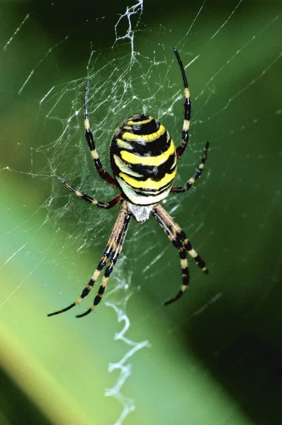 Wasp Örümcek Argiope Bruennichi Görünümünü Portre — Stok fotoğraf