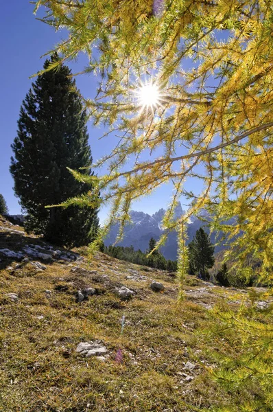 Lariks Het Najaar Sextenan Dolomieten Zuid Tirol Italië Europa — Stockfoto