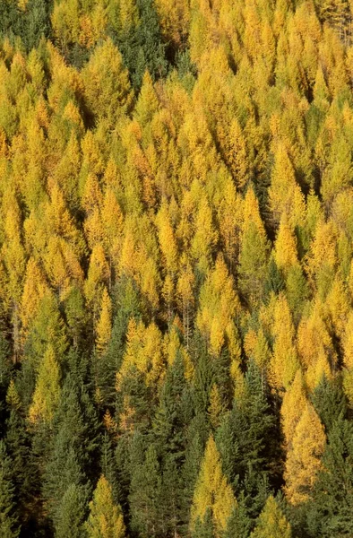 Höstlig Lärk Larix Decidua Skog Med Granar Tyrolen Österrike Europa — Stockfoto