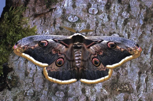 Paw Olbrzymi Motyl Saturnia Pyri — Zdjęcie stockowe