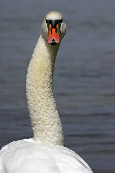 Belo pássaro cisne mudo — Fotografia de Stock