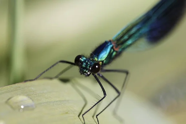 closeup view of Banded blackwing, banded agrion, banded demoiselle, male, Calopteryx splendens