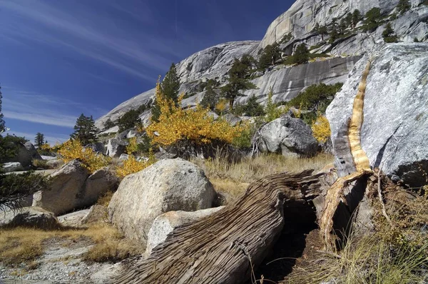 Deadwood Young Aspens Growing Granite Rocks Yosemite National Park California — Stock Photo, Image